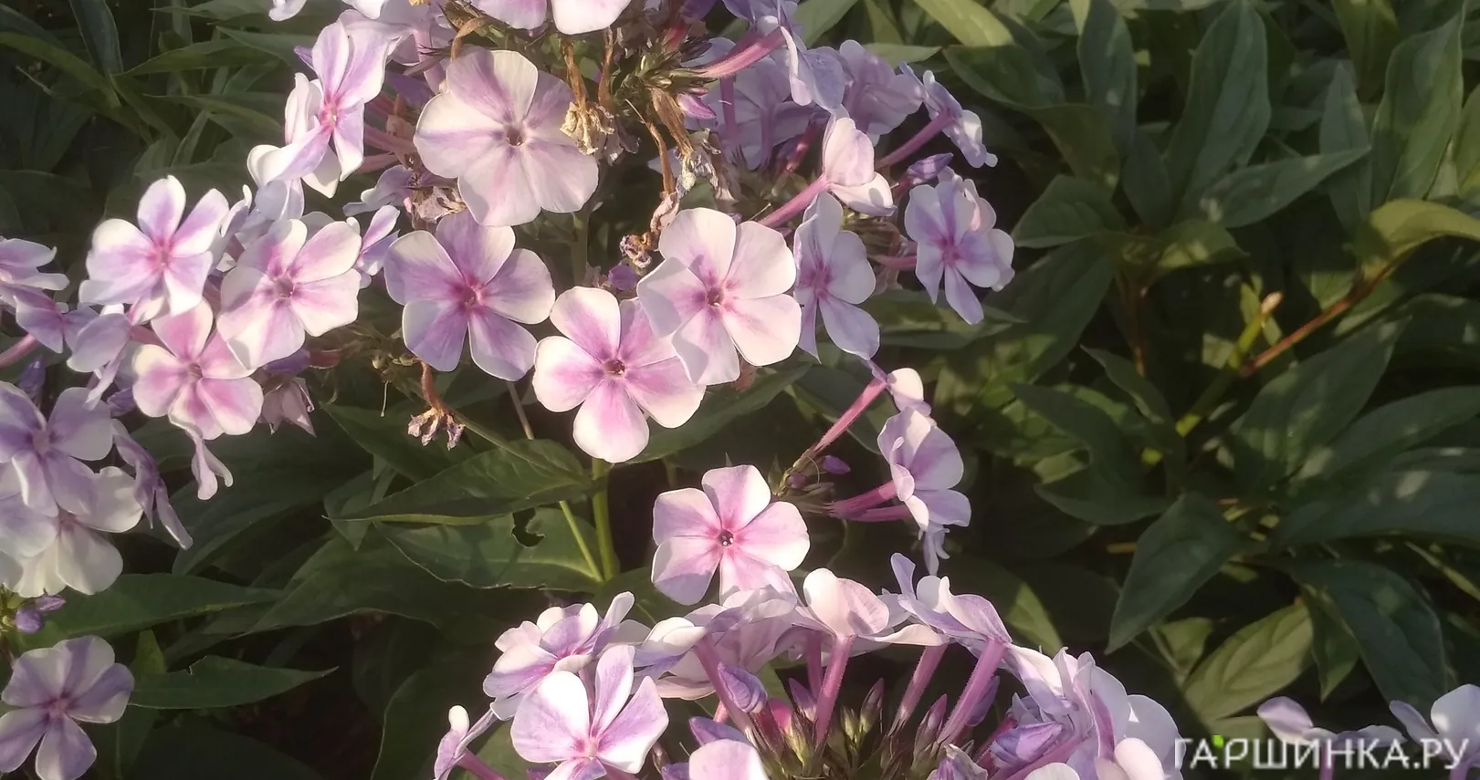 Флокс Капитан