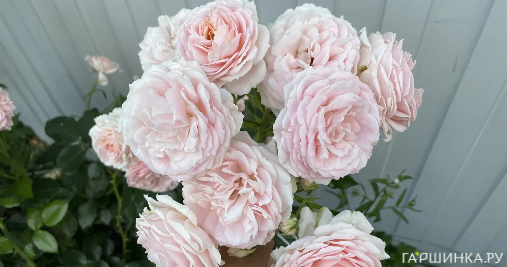 Роза Кремоза флорибунда, Топалович (лиц)