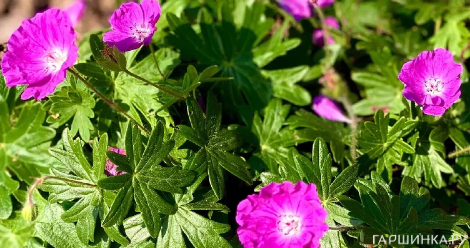 Герань кроваво-красная Нью Хэмпшир Пёрпл