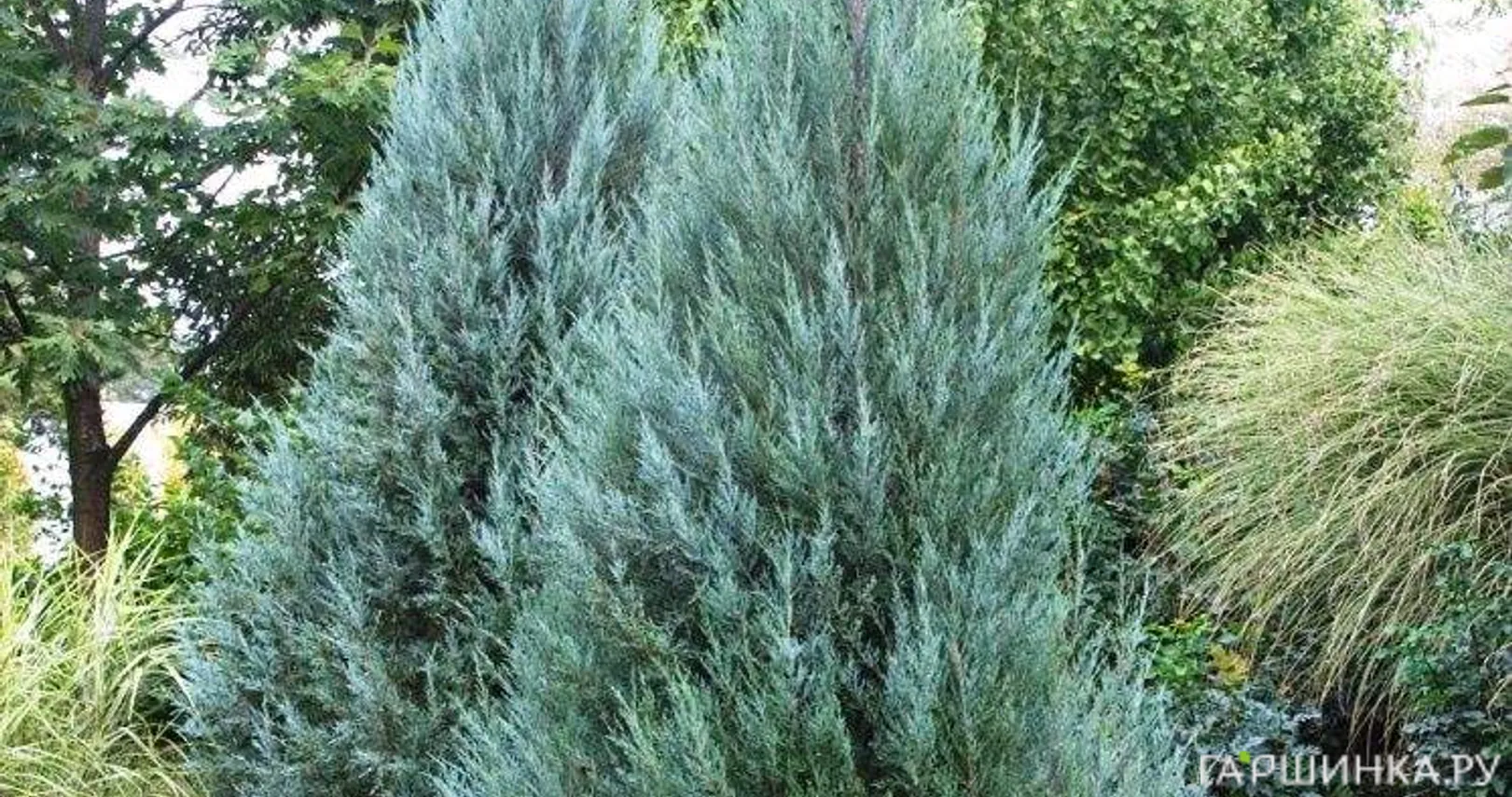 Можжевельник скальный Мунглоу