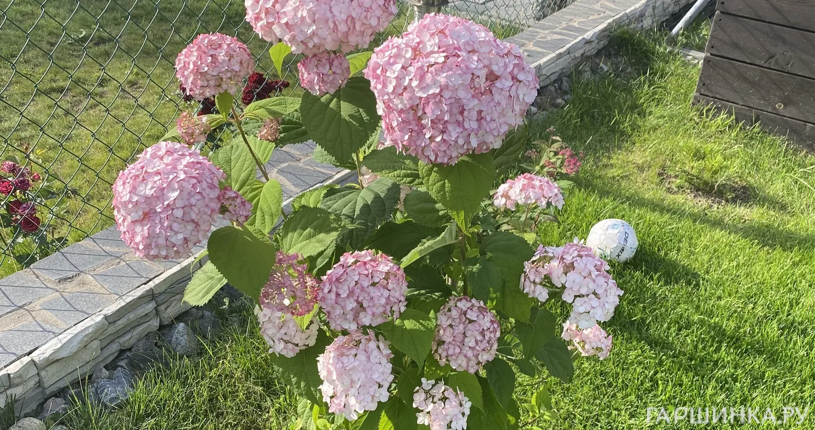 Гортензия Кандибелле Баблгам древовидная