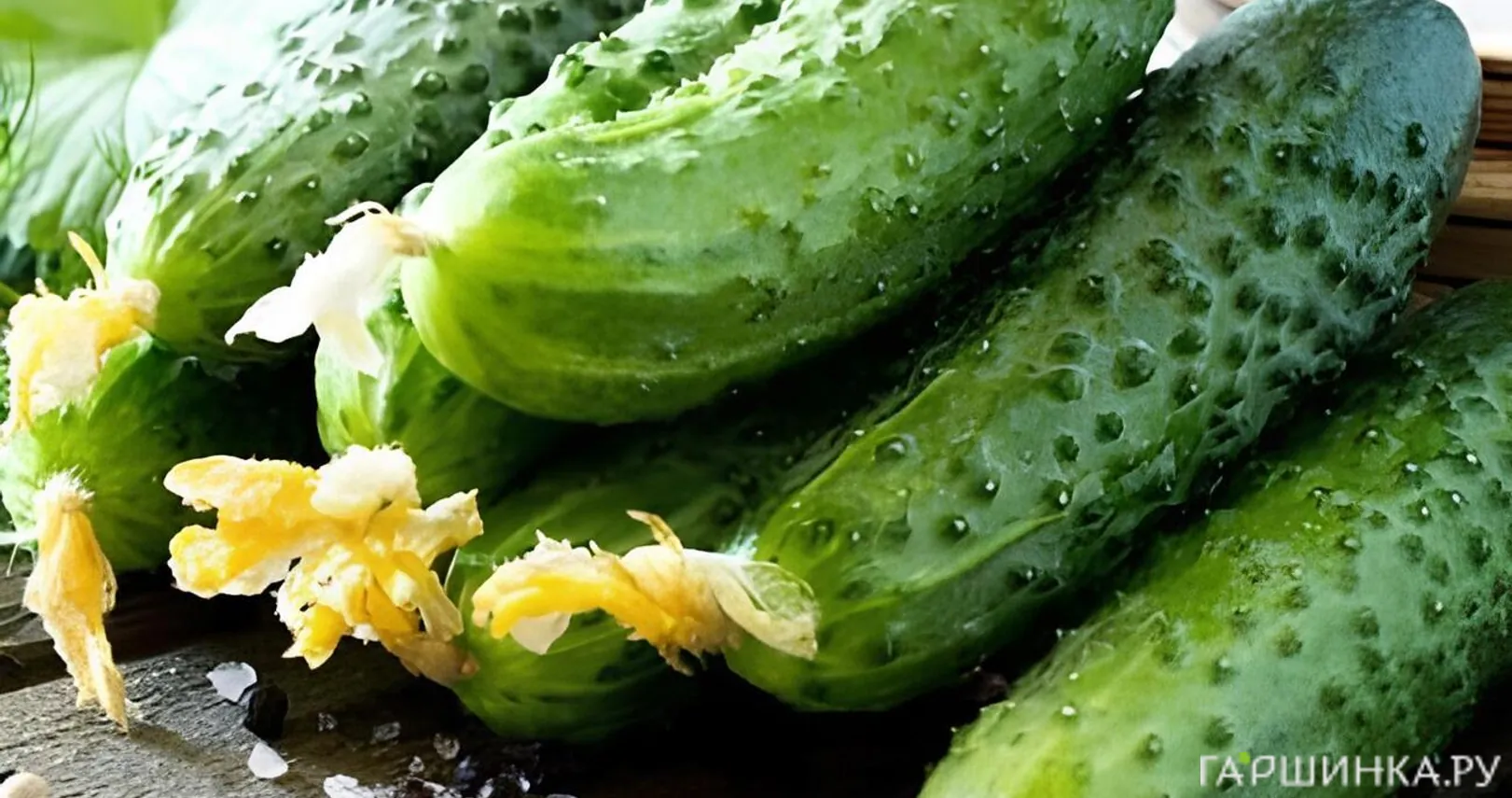 Огурец Шоша F1 5 шт. Семена Партнер