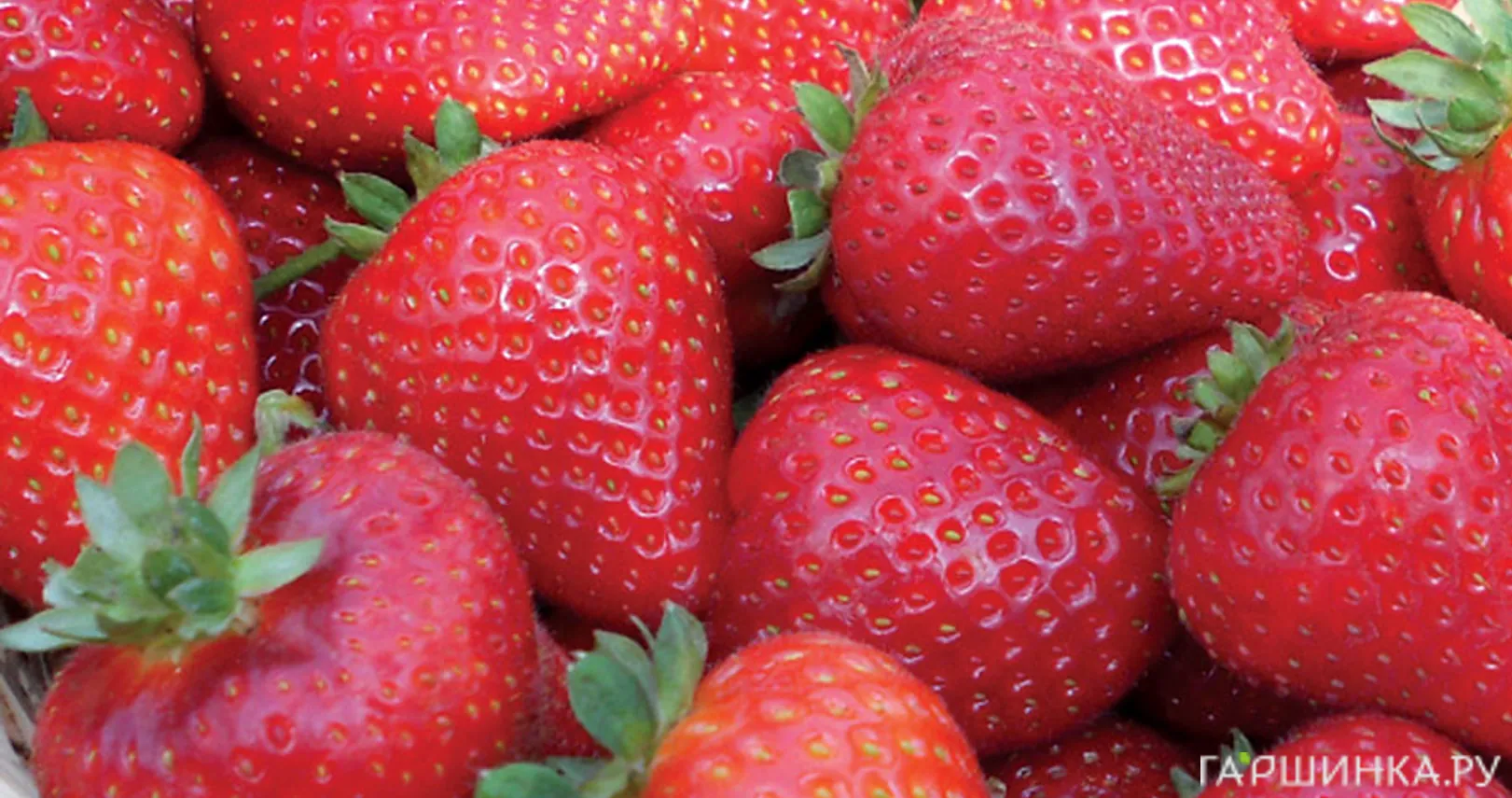 Земляника Сладкий поцелуй