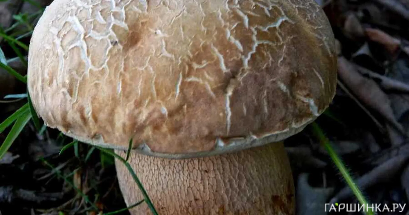 Мицелий грибов Белый дубовый 50мл