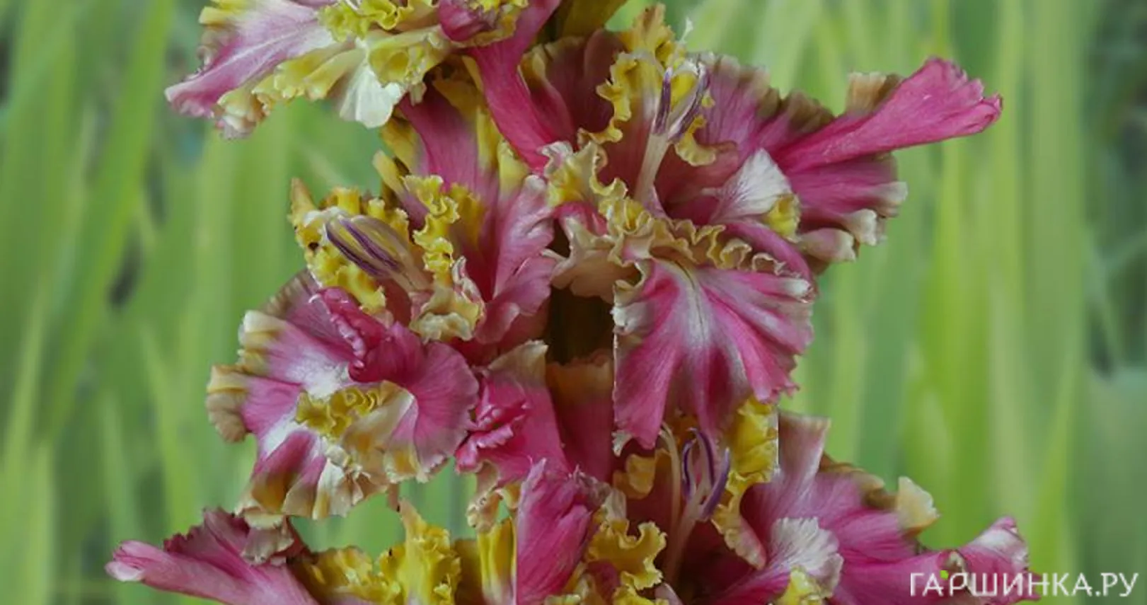 Гладиолус Потому что Гладиолус 2шт