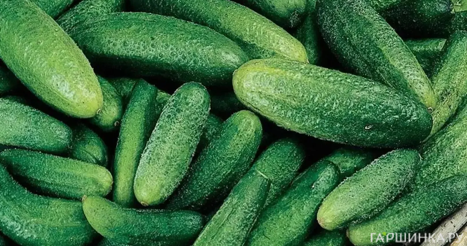 Огурец Парижский корнишон 0,5 г, Семена Гавриш