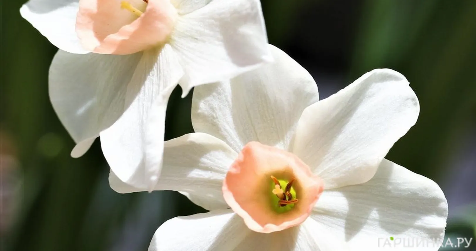 Нарцисс Белл Сонг 5шт.