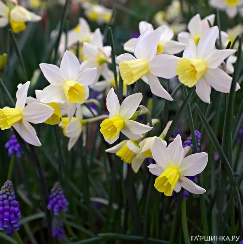 Нарцисс Сэйлбоут 5шт