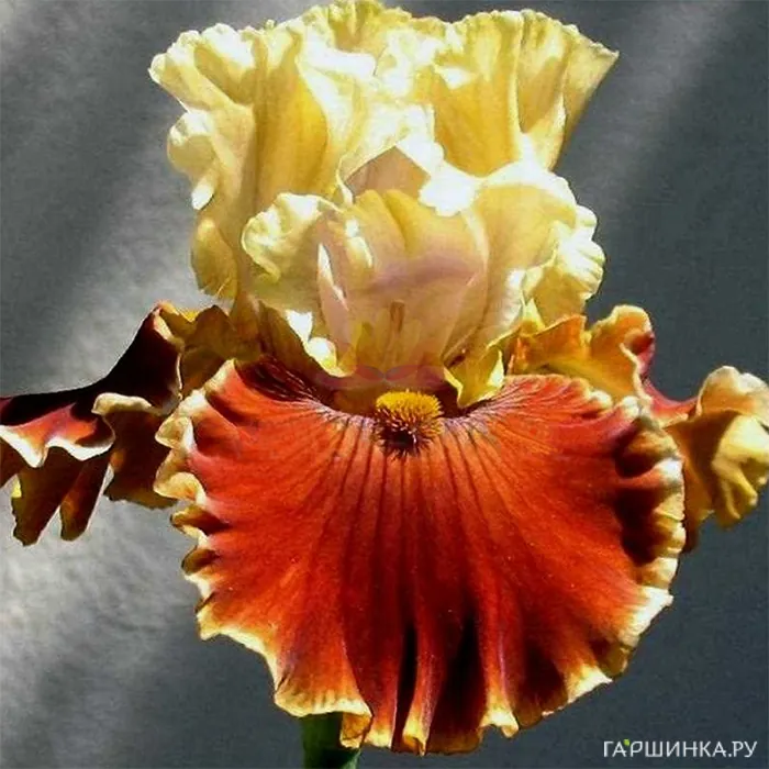 Ирис Сизнс ин зе Сан