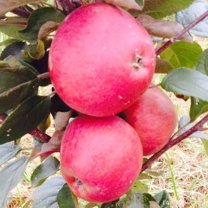 Яблоня Медуница зимняя