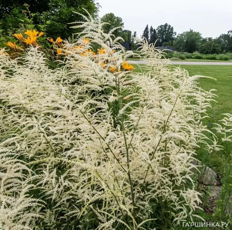 Волжанка (Арункус) Кнайфи двудомная