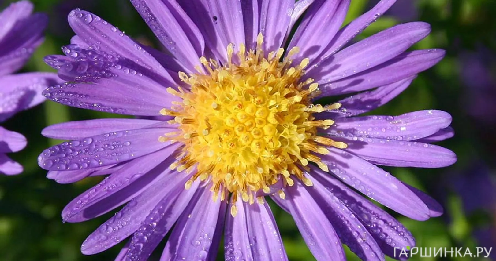 Астра новобельгийская Шоне фон Диетликон