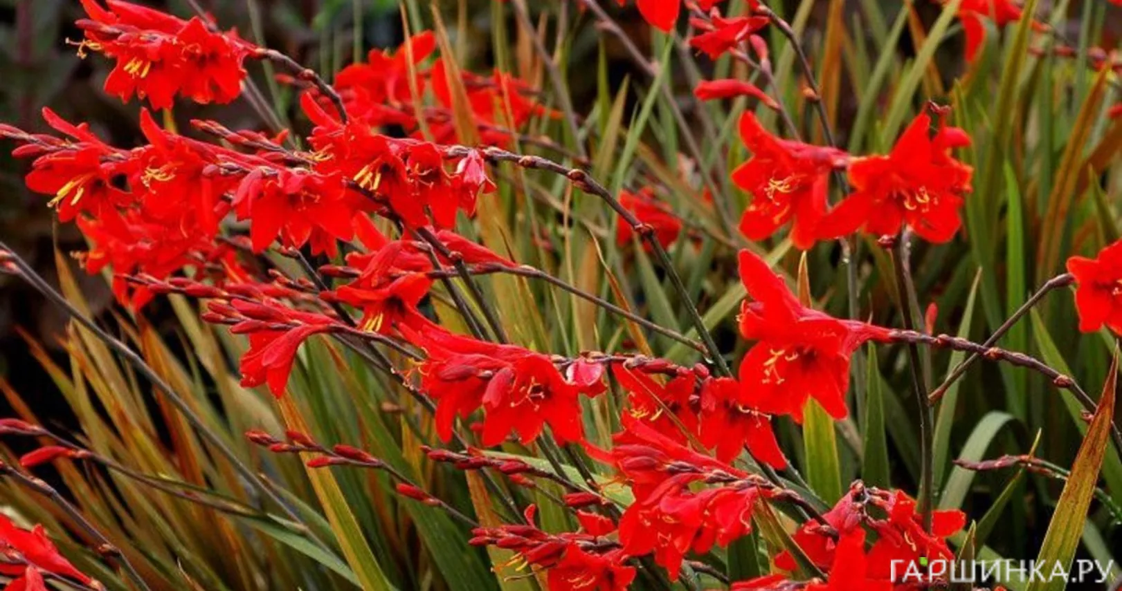 Крокосмия (монтбреция) Ред Кинг