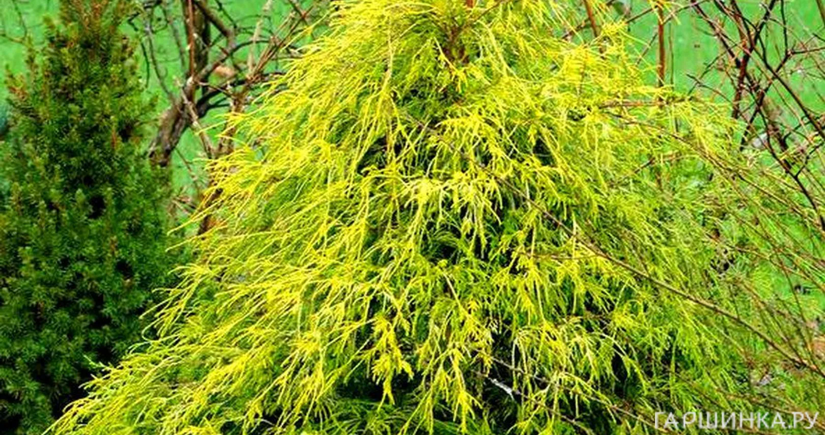 Кипарисовик Филифера Ауреа