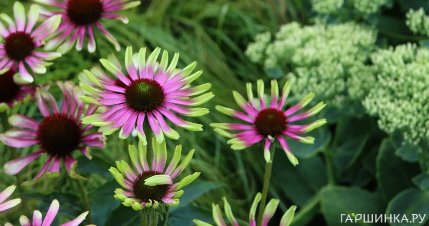 Эхинацея пурпурная Грин Твистер