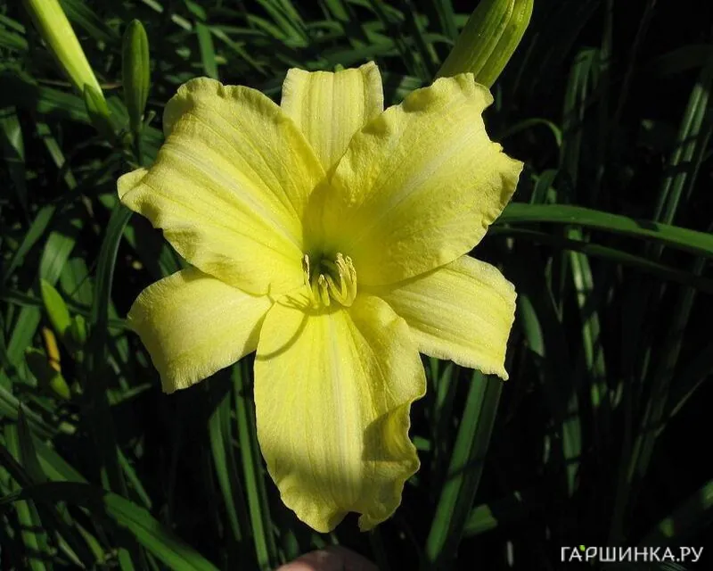 Лилейник Крим Дроп