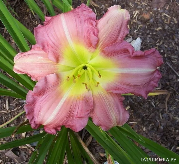 Лилейник Сью Ротбауэр