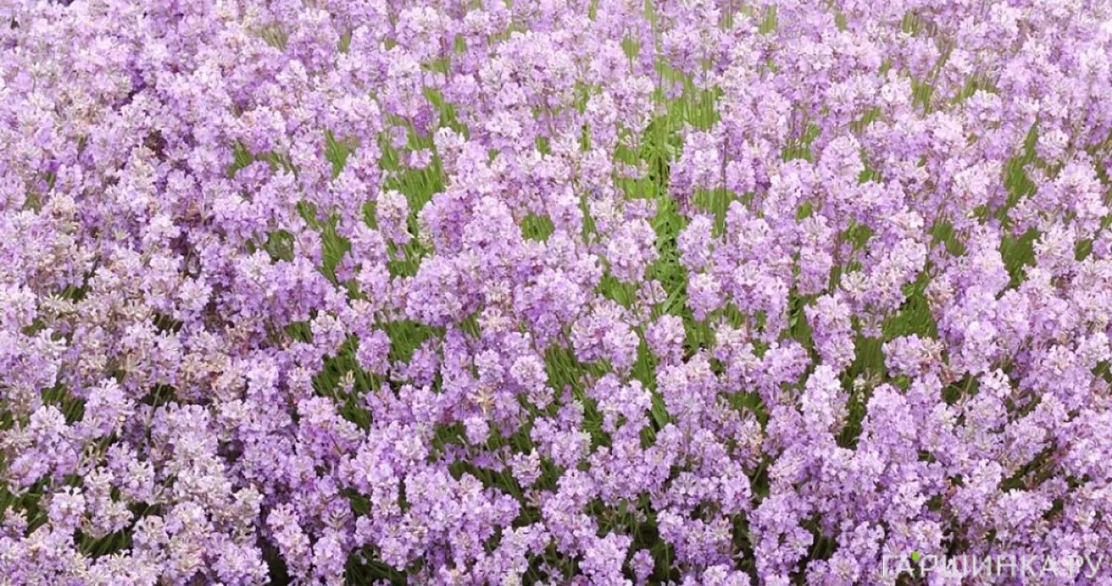 Лаванда Розеа