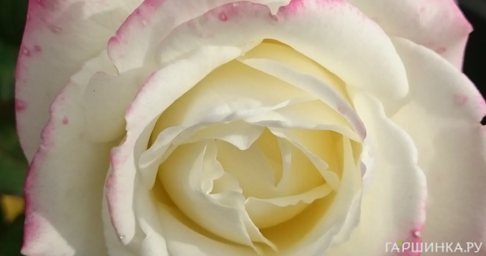 Роза Атена чайно-гибридная, Топалович (лиц)