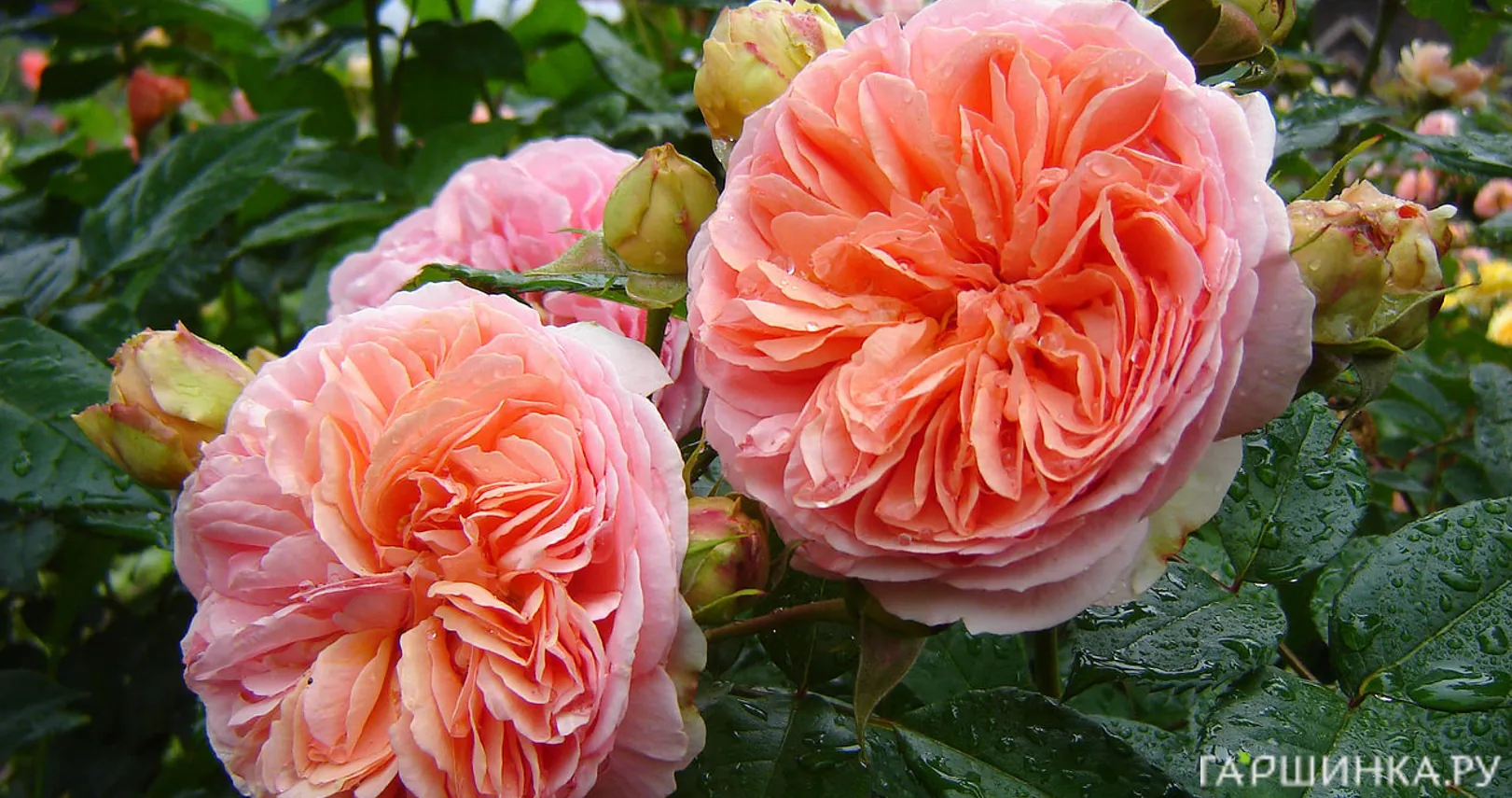 Роза Чипендейл чайно-гибридная, Топалович (лиц)