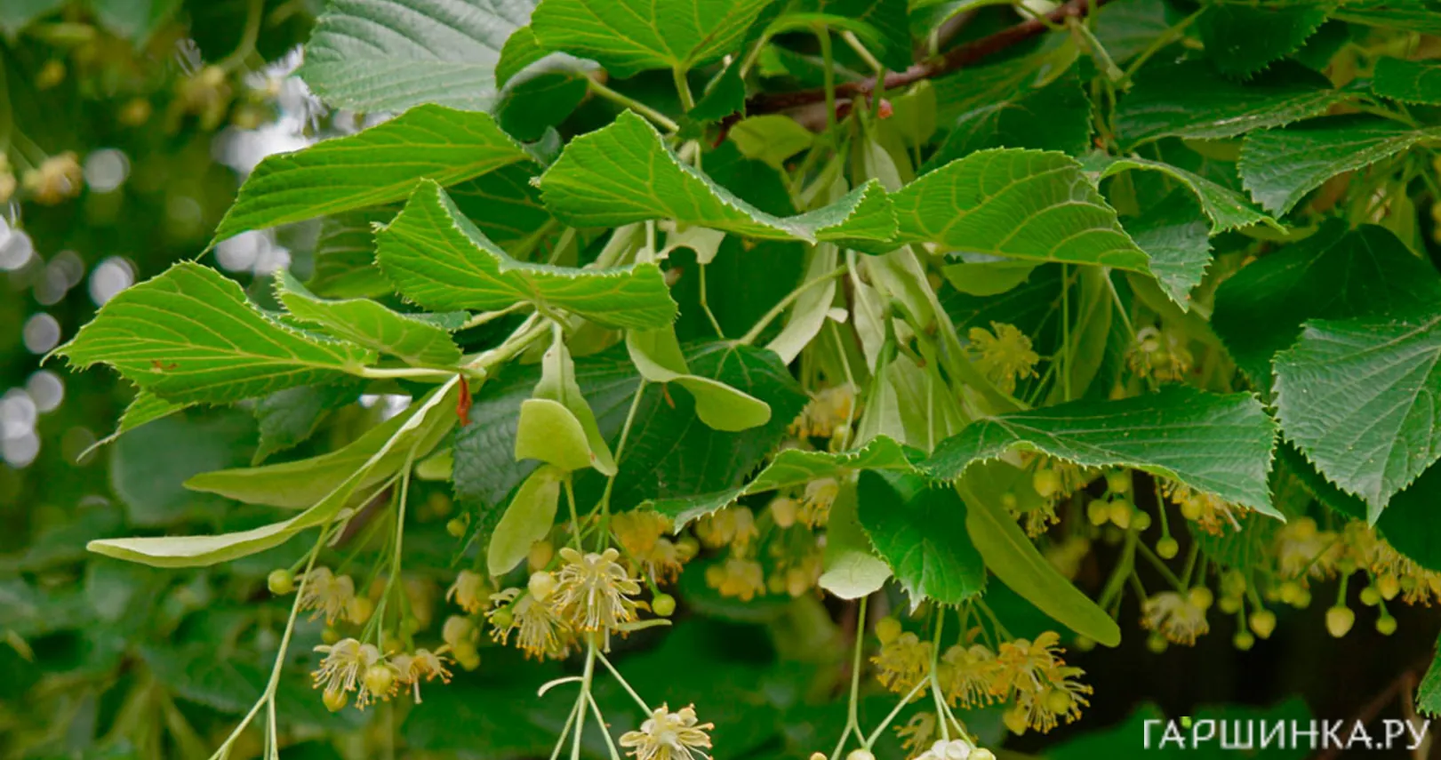 Липа сердцевидная