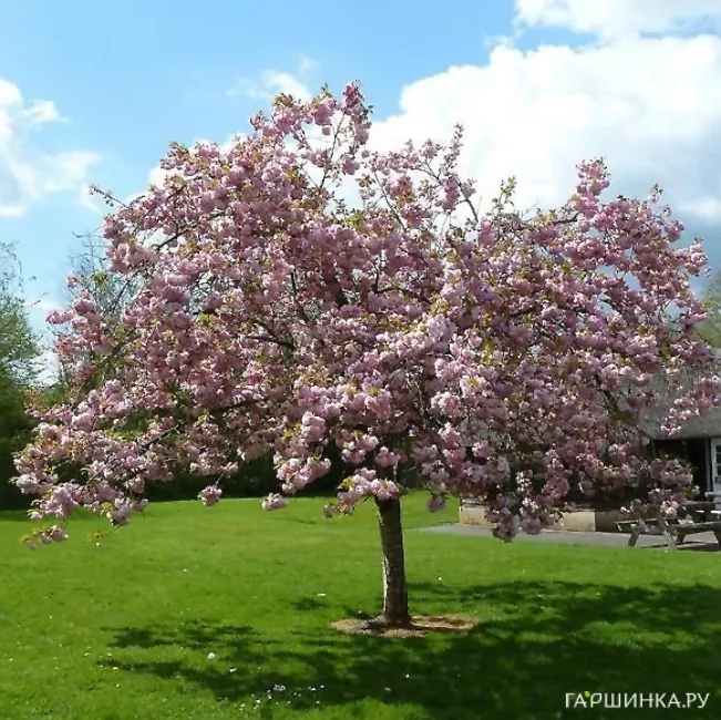 Вишня мелкопильчатая Пинк Перфекшен на штамбе 120 см