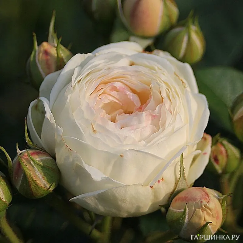 Роза Гладиатор кустарниковая Imperial Rose