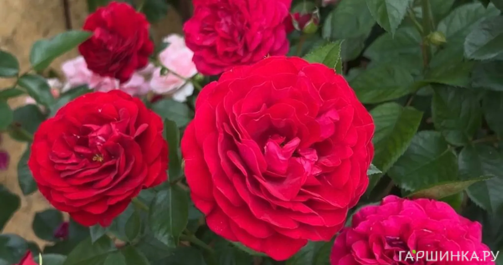 Роза Бордо флорибунда, Топалович (лиц)