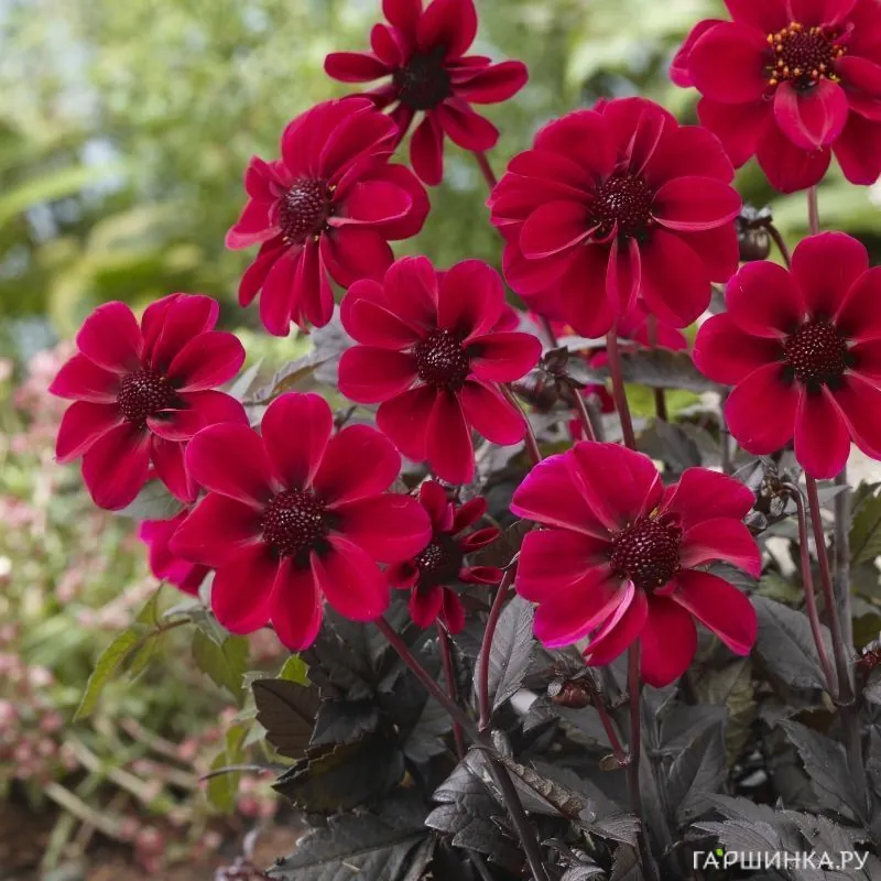 Георгина Дракула бордюрная