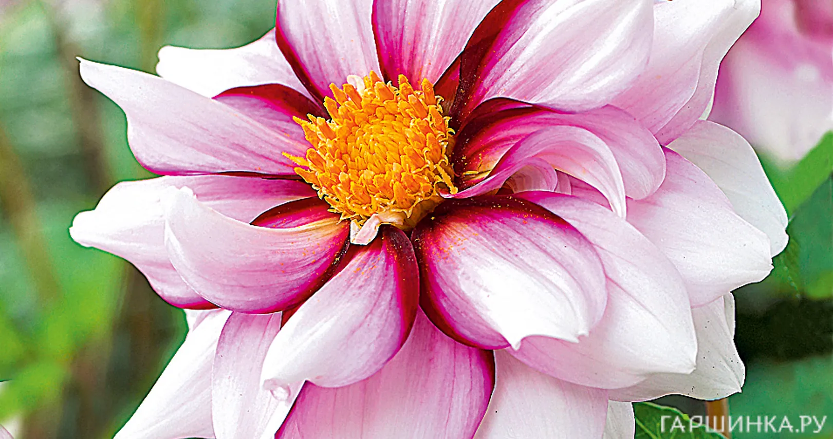 Георгина Эдж оф Джой бордюрная