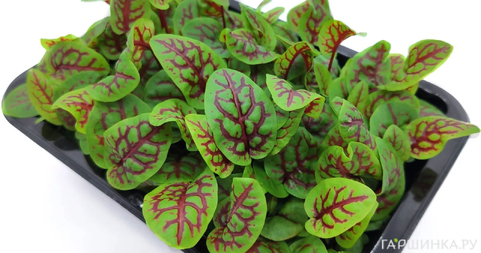 Набор микрозелени Щавель Кровавая Мэри на 10 проращиваний (лоток, коврики, семена)