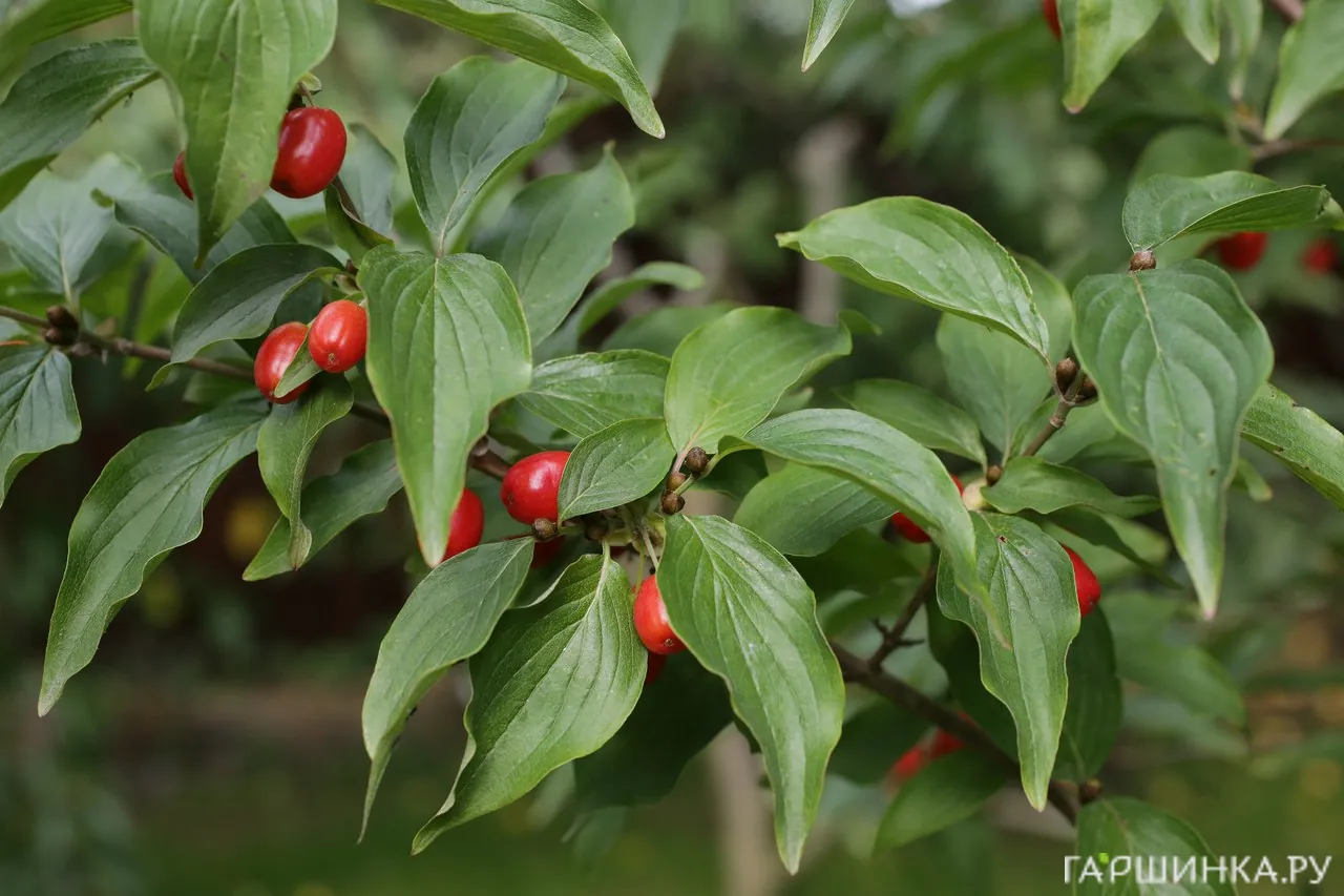 Дерен мужской (Кизил)