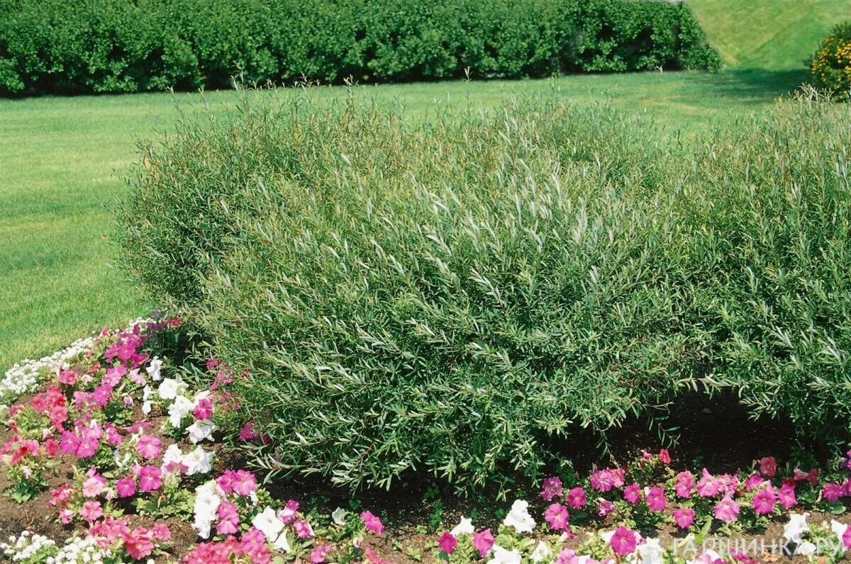 Ива Нана пурпурная