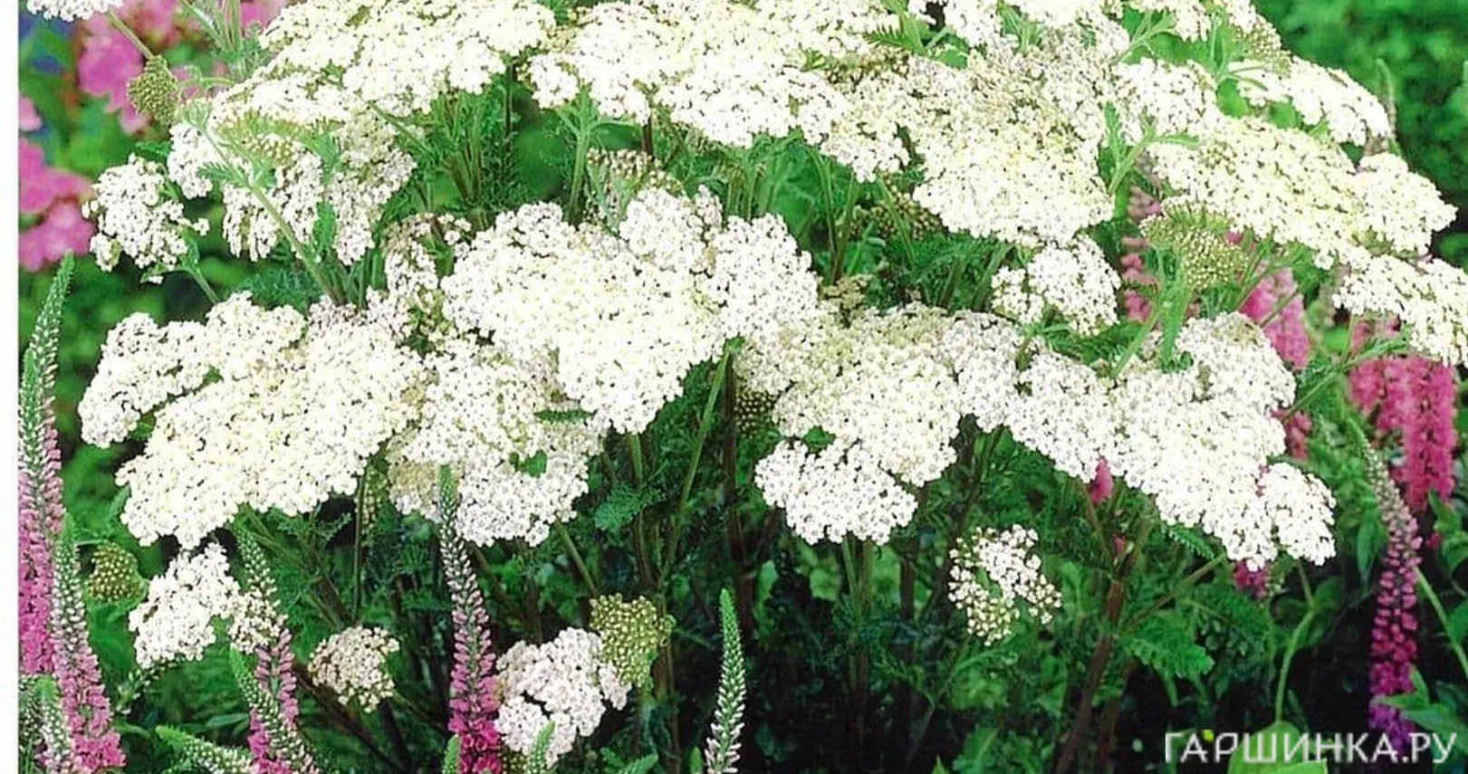 Тысячелистник Вайсес Вандер