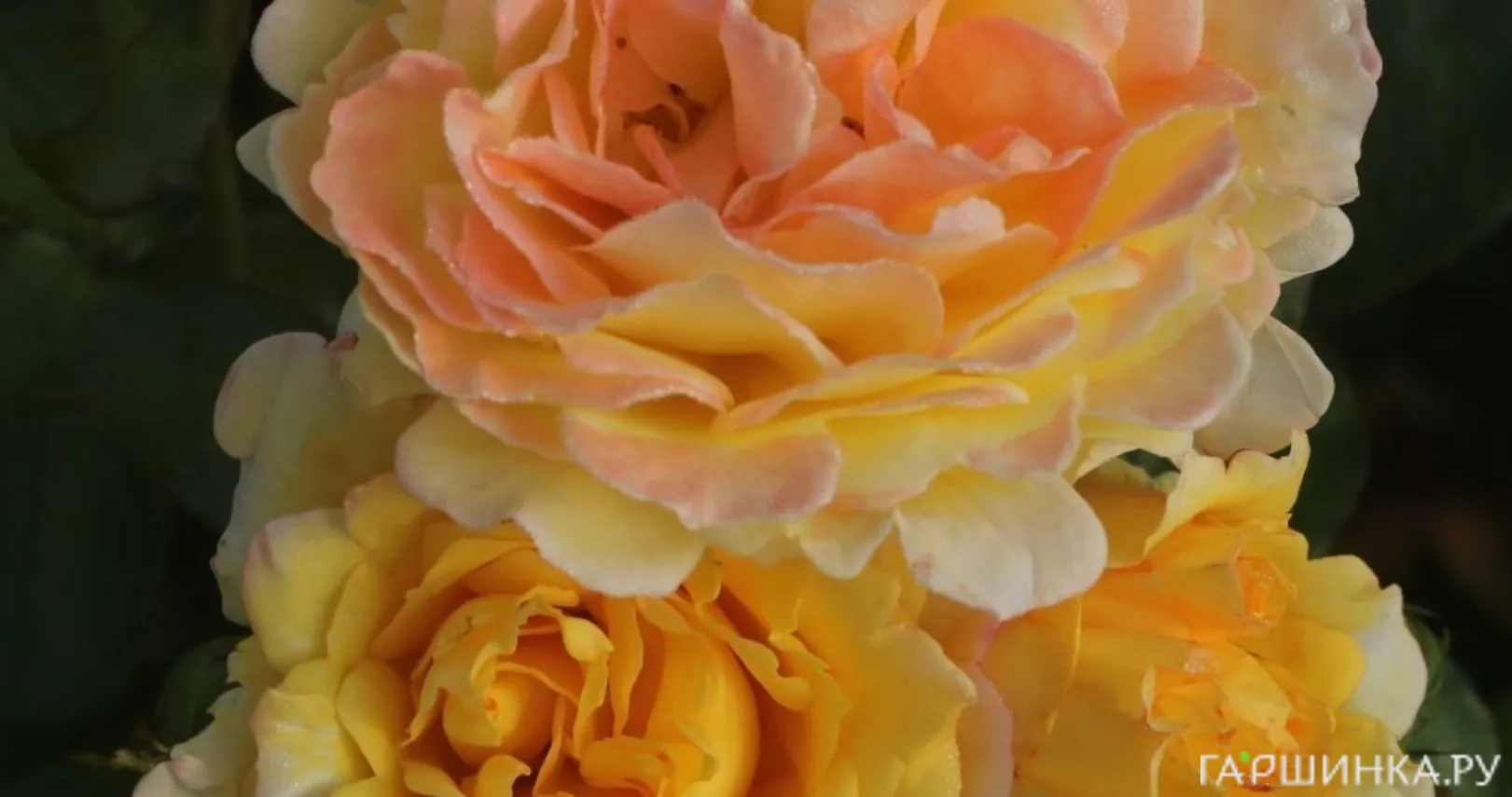 Роза Надя Зеруали, Фено Гено (лиц)