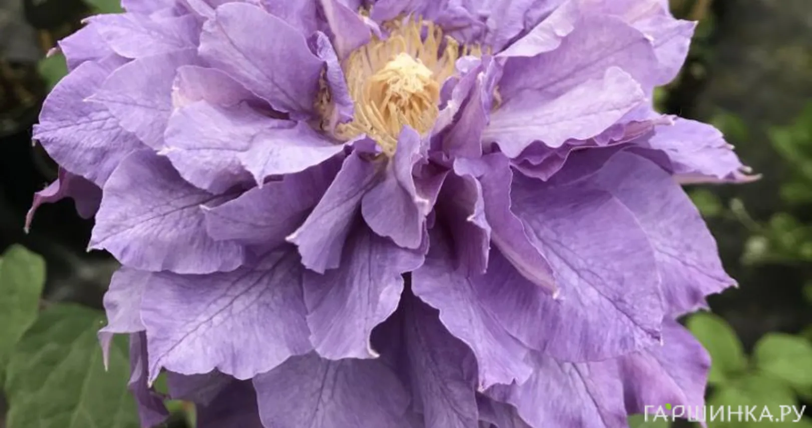 Клематис Вивиан Пеннел махровый (2)