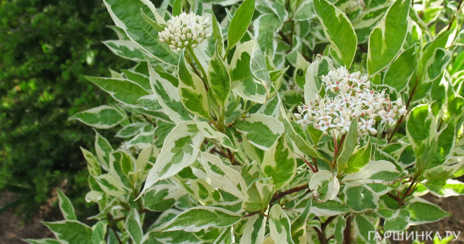 Дерен Аргентеомаргината белый