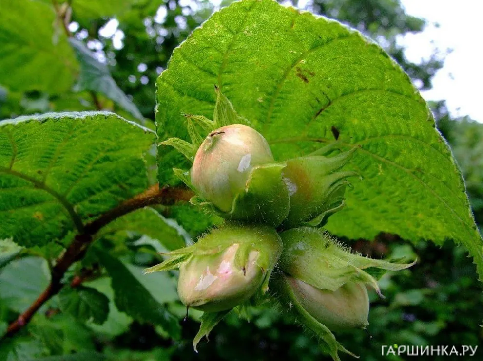 Фундук Косфорд