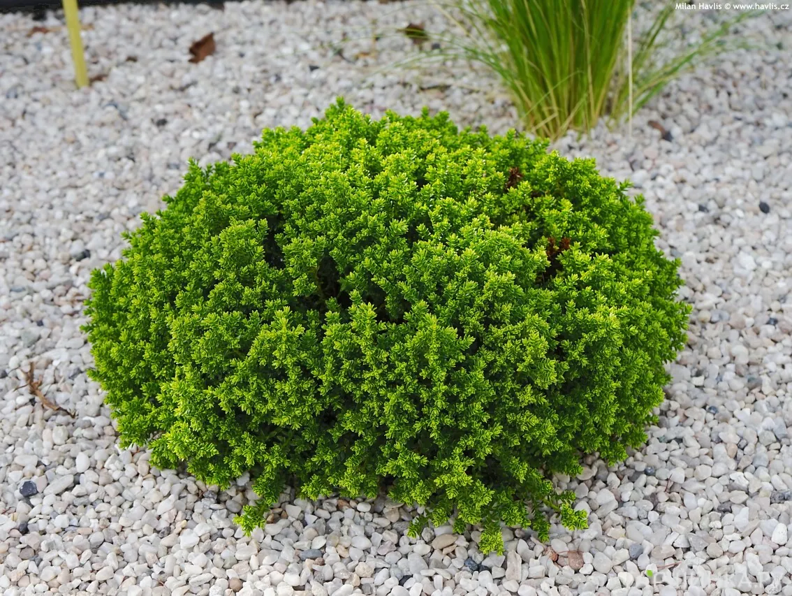 Хебе Грин Глоб