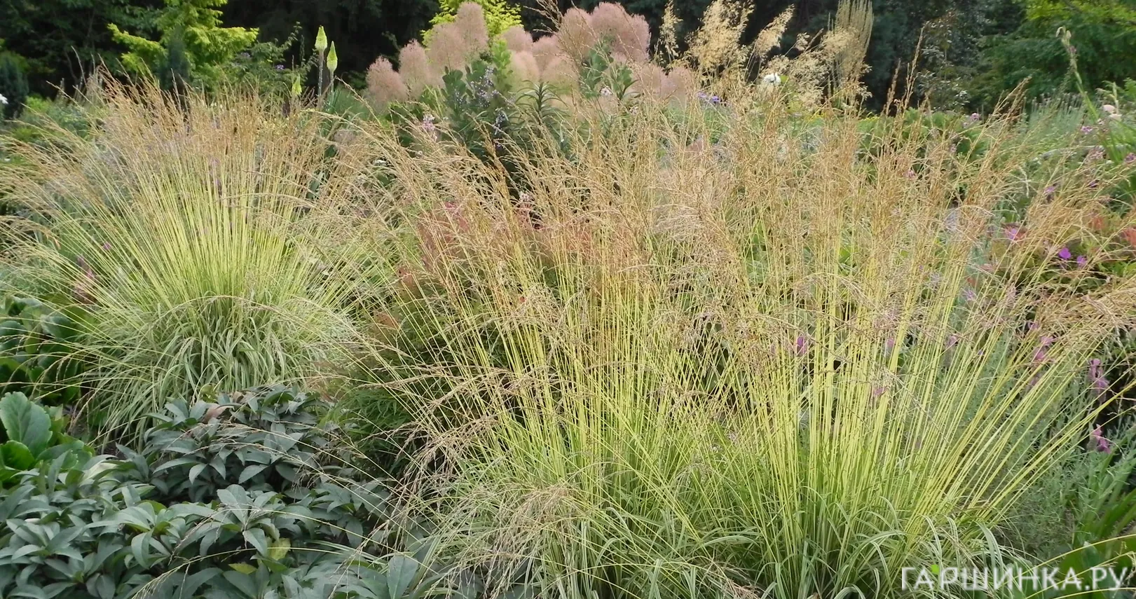 Молиния Эдит Дудзус