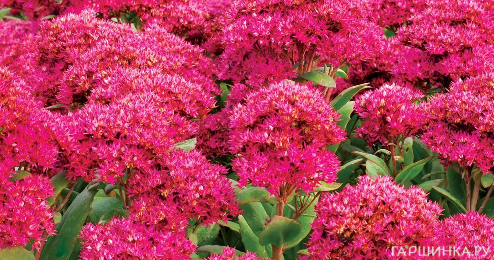 Очиток (седум) Класс Акт