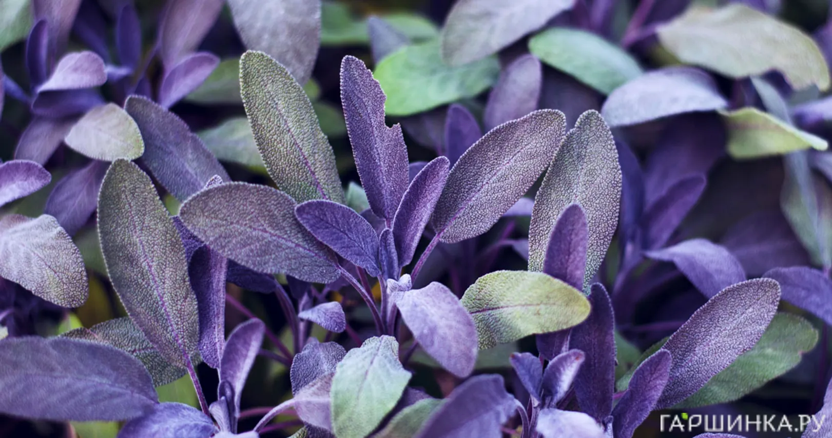 Шалфей лекарственный Пурпурасценс