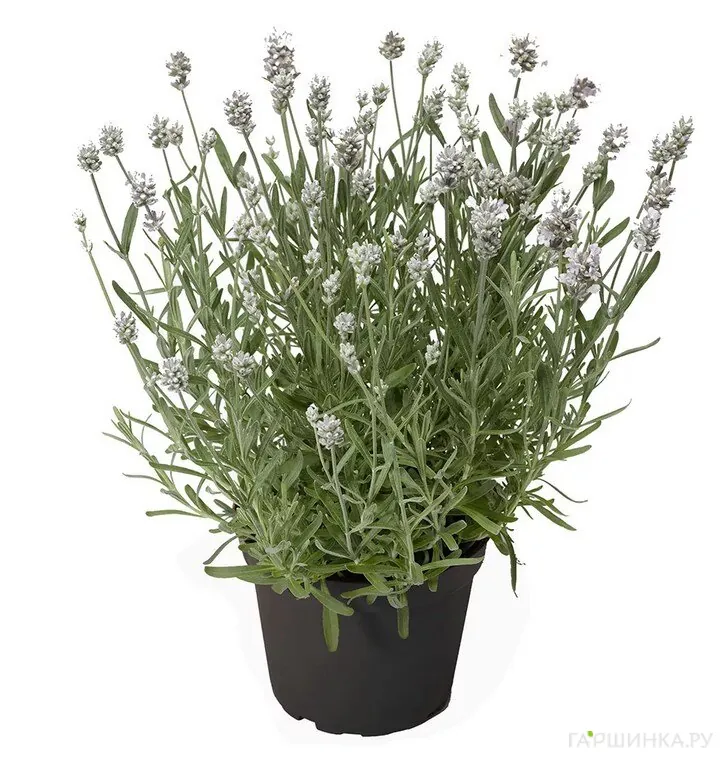 Лаванда Эрли Вайт Сцент