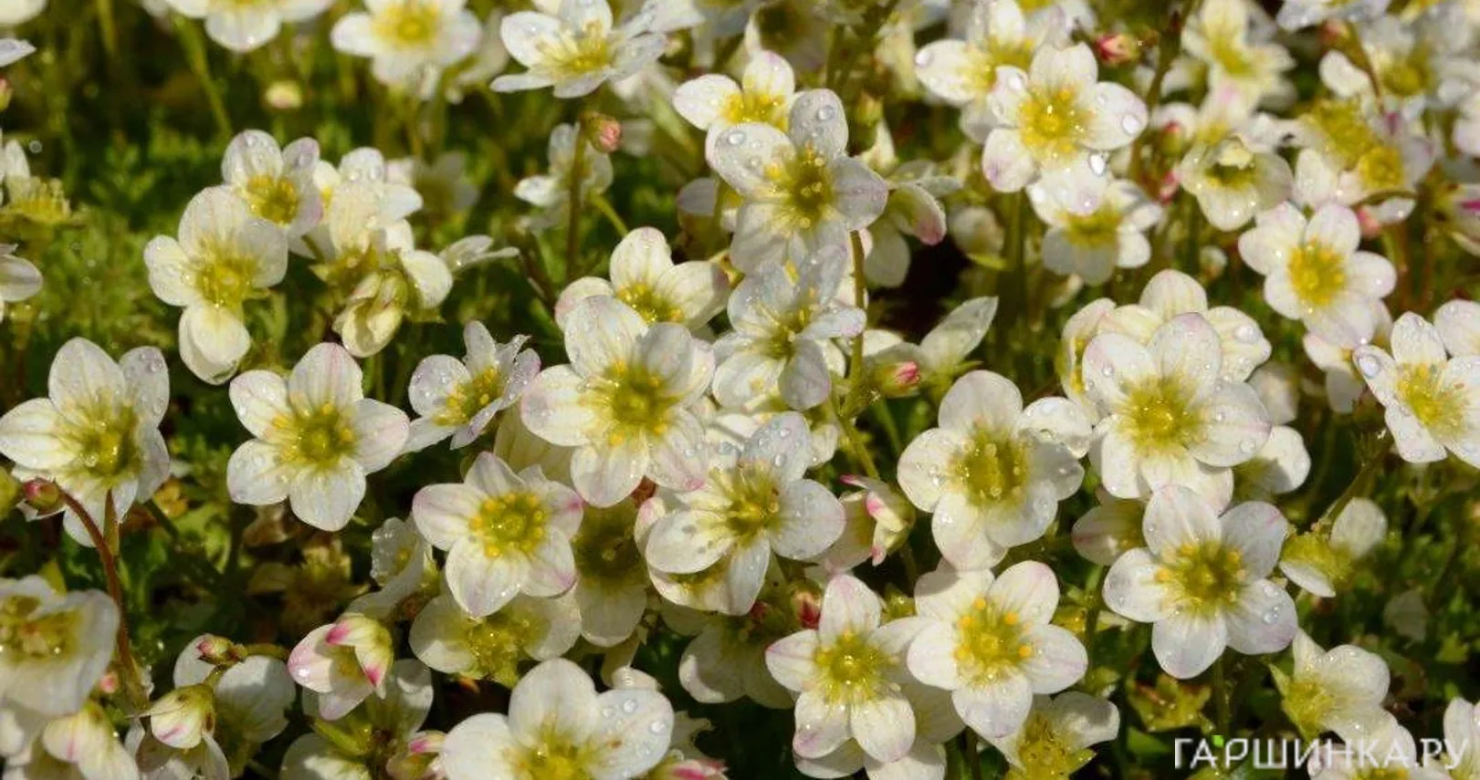 Камнеломка Альпино Эрли Лайм