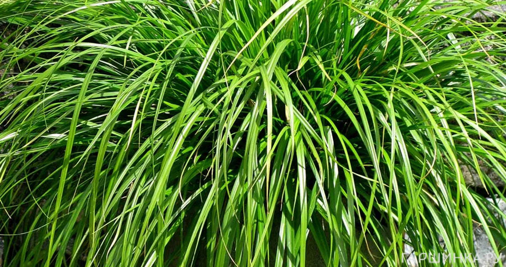 Осока Эверкрим