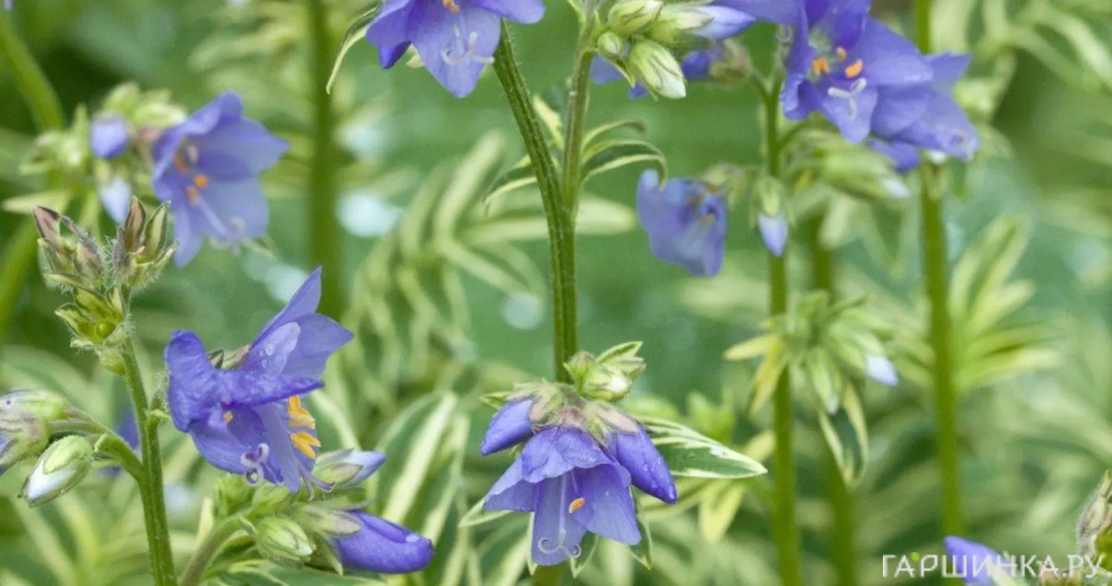 Синюха голубая Вариегата