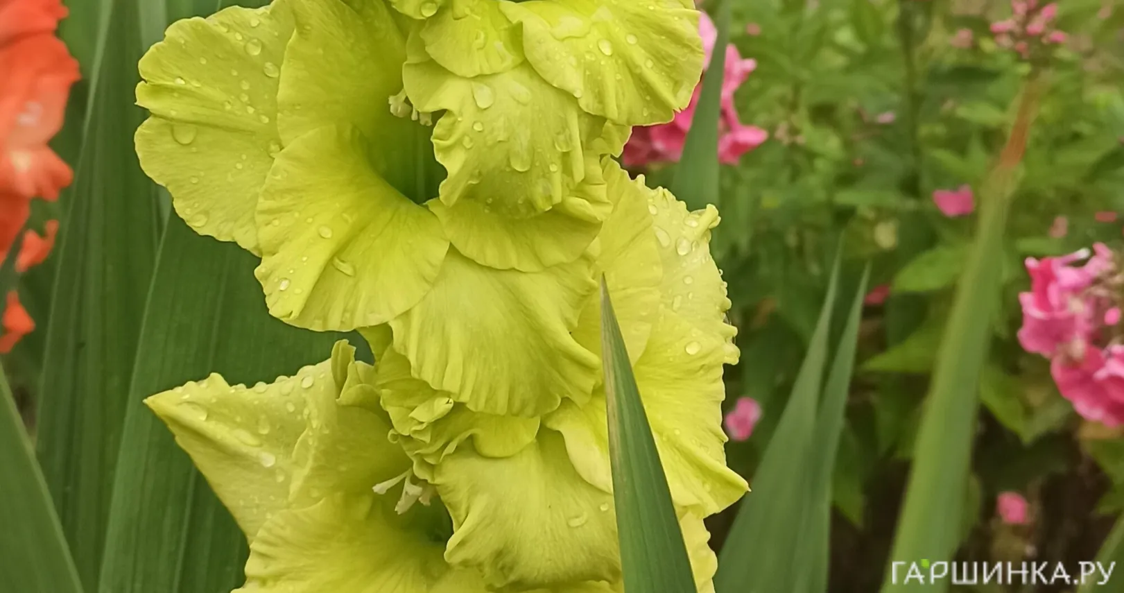 Гладиолус Грин Стар