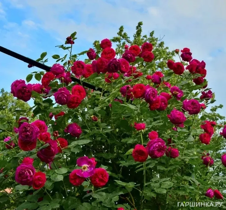 Роза Фальстаф плетистая, Imperial Rose