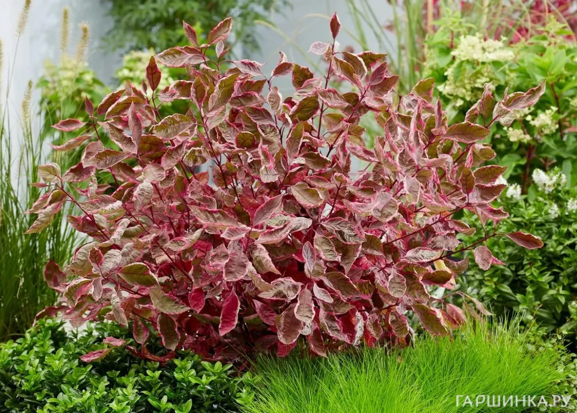 Дерен Миракл белый