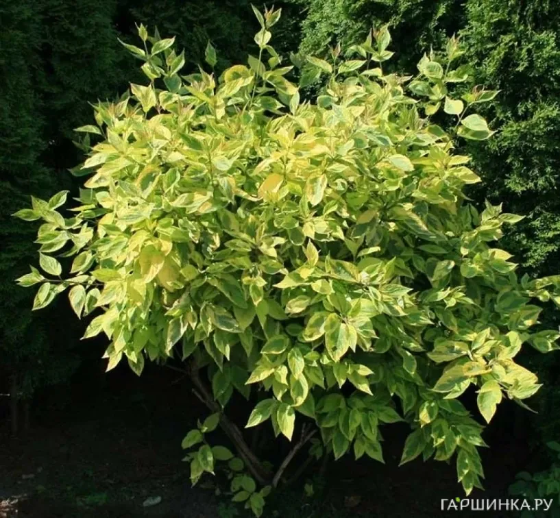 Дерен Шпети белый